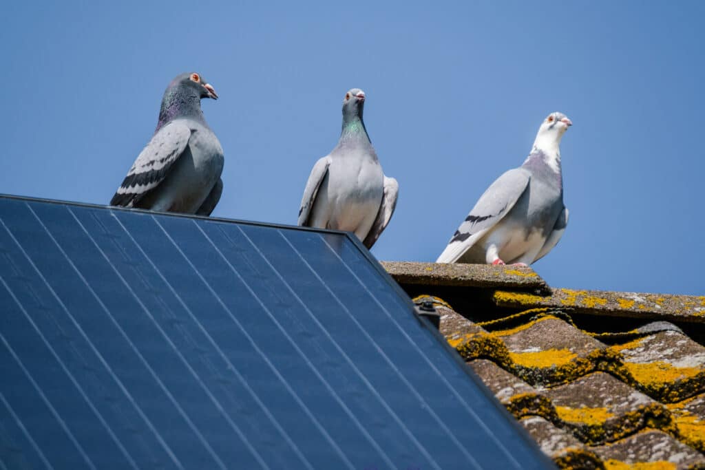 Solar panel protection from birds
